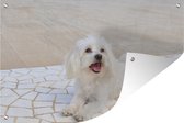 Tuindecoratie Een Maltezer hond ligt op een pad - 60x40 cm - Tuinposter - Tuindoek - Buitenposter