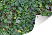 Un mur rempli de Ivy Ivy Garden Poster 180x120 cm - Toile de jardin / Toile d'extérieur / Peintures d'extérieur (décoration de jardin) XXL / Groot format!