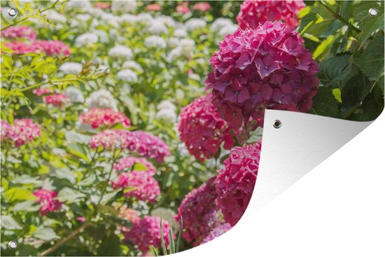 Tuindecoratie Een tuin vol met roze en witte hortensia's - 60x40 cm - Tuinposter - Tuindoek - Buitenposter