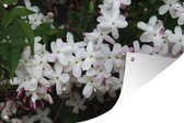 Tuindecoratie Tak met jasmijnbloemen - 60x40 cm - Tuinposter - Tuindoek - Buitenposter