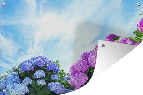 Tuinposters buiten Hortensia voor blauwe lucht - 90x60 cm - Tuindoek - Buitenposter