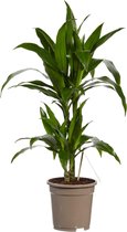 FloriaFor - Dracaena Janet Graig - - ↨ 70cm - ⌀ 17cm