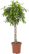 Ficus Exotica Gevlochten - Vers Van De Kweker - ↨ 100cm - ⌀ 27cm - [Mama's Planten]
