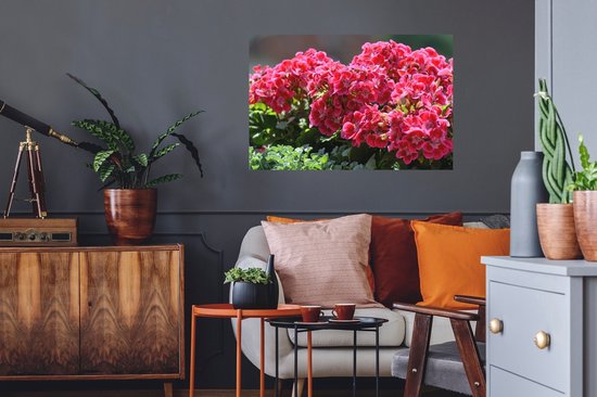 Sticker Muursticker Géranium - Fleurs de géranium rouge au jardin - 90x60 cm - film adhésif autocollant - sticker mural repositionnable