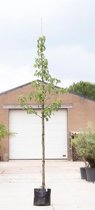 Zakdoekenboom Davidia involucrata h 350 cm st. omtrek 12 cm