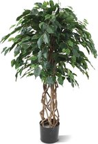 Ficus Exotica OS bol 125cm
