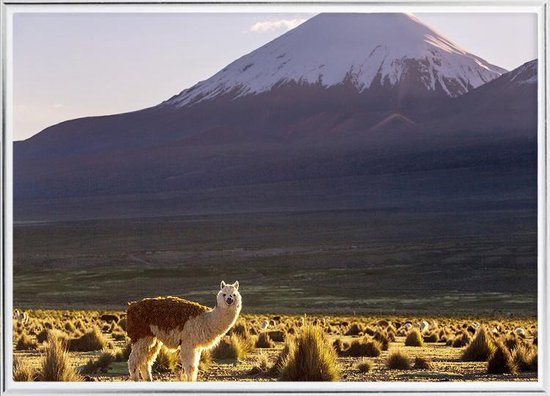 Poster Met Lijst - Lama Bolivia Poster (21x30cm)