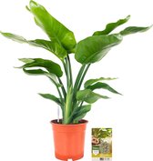 Pokon Powerplanten Strelitizia Nicolai 75 cm ↕ - Kamerplanten - Planten voor Binnen - Paradijsvogelplant - met Plantenvoeding / Vochtmeter