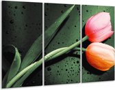 Peinture sur verre tulipe | Vert, rouge, noir | 120x80cm 3 Liège | Tirage photo sur verre |  F003844