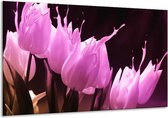 Glasschilderij Tulp - Roze, Zwart - 120x70cm 1Luik - Foto Op Glas - Geen Acrylglas Schilderij - GroepArt 6000+ Glasschilderijen Art Collectie - Wanddecoratie - Woonkamer - Slaapkamer