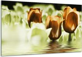 Glasschilderij Tulpen - Bruin, Groen - 120x70cm 1Luik - Foto Op Glas - Geen Acrylglas Schilderij - GroepArt 6000+ Glasschilderijen Art Collectie - Wanddecoratie - Woonkamer - Slaapkamer
