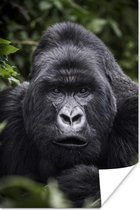 Poster Gorilla kijkt met zijn parelachtige ogen in de camera - 40x60 cm