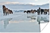 IJslandse paarden in de sneeuw poster papier 120x80 cm - Foto print op Poster (wanddecoratie woonkamer / slaapkamer) / Wilde dieren Poster