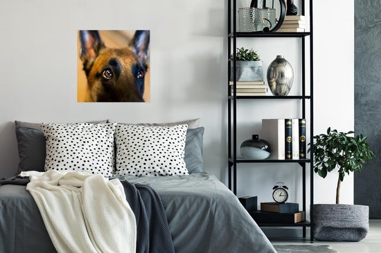 Gros plan du front d'un Poster Malinois 80x60 cm - Tirage photo sur Poster (décoration murale salon / chambre) / Poster Animaux domestiques