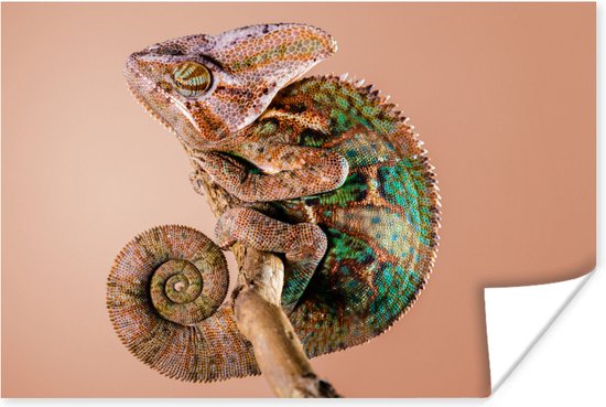 Kameleon met camouflage patroon poster 60x40 cm - Foto print op Poster (wanddecoratie woonkamer / slaapkamer)