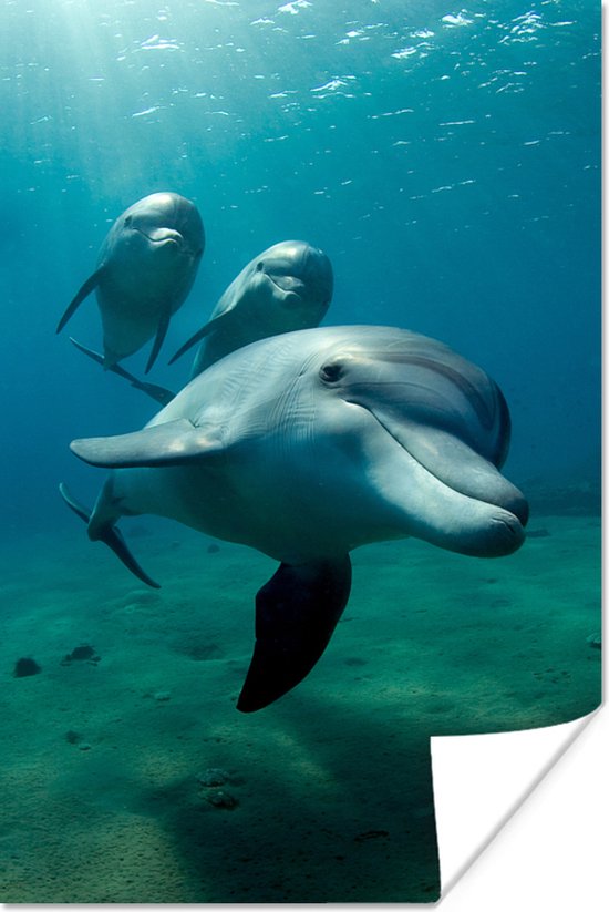 Onderwaterfoto van drie dolfijnen poster papier 80x120 cm - Foto print op Poster (wanddecoratie woonkamer / slaapkamer) / Zee en Strand