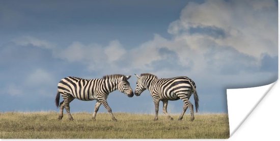 Poster Verliefde zebra's