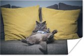 Luie kat op bank poster papier 60x40 cm - Foto print op Poster (wanddecoratie woonkamer / slaapkamer) / Huisdieren Poster