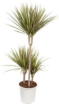 Dracaena 'Bicolour' – ↨ 105cm – ⌀ 24cm