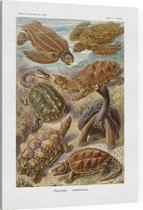 Testudo - Chelonia (Kunstformen der Natur), Ernst Haeckel - Foto op Canvas - 30 x 40 cm