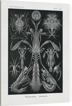 Alima - Thoracostraca (Kunstformen der Natur), Ernst Haeckel - Foto op Canvas - 45 x 60 cm