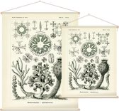 Farrea - Hexactinellae (Kunstformen der Natur), Ernst Haeckel - Foto op Textielposter - 45 x 60 cm