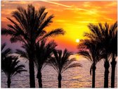 Poster – Zon verdwijnend in de Zee achter Palmbomen - 40x30cm Foto op Posterpapier