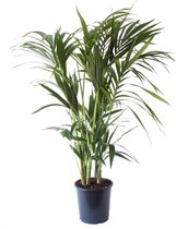Kentia Palm – ↨ 125cm – ⌀ 24cm