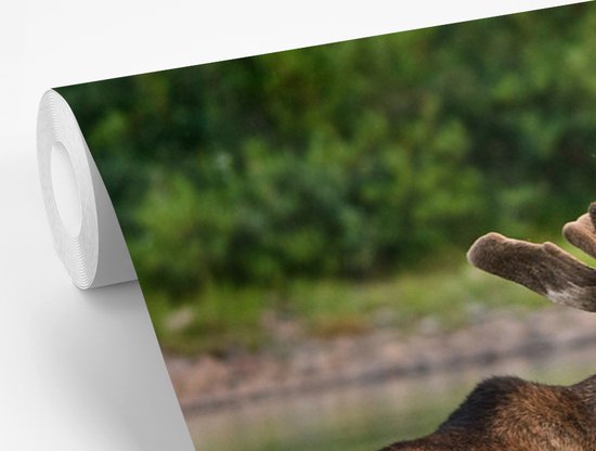 Papier peint photo peint photo vinyle - Orignal dans l'eau largeur 330 cm x hauteur 240 cm - Tirage photo sur papier peint (disponible en 7 tailles)