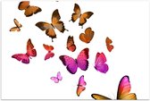 Poster – Mooie Vlindertjes op Witte Achtergrond - 120x80cm Foto op Posterpapier