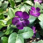 100 x Vinca minor 'Atropurpurea' - Paarse Maagdenpalm in 9x9cm pot met hoogte 5-10cm