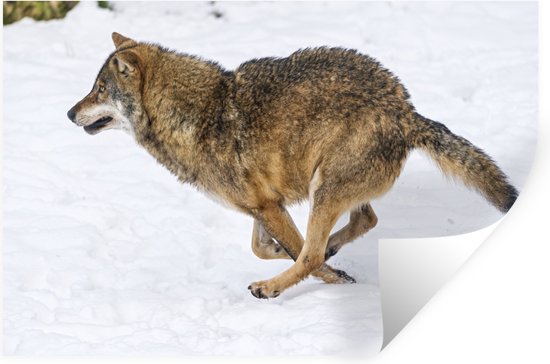 Stickers Stickers muraux - Loup - Neige - Froid - 60x40 cm - Feuille adhésive