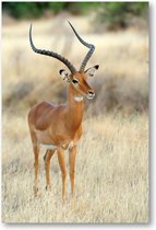 Impala Antilope op de Savanne - 1500 Stukjes puzzel voor volwassenen - Dieren - Natuur