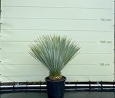 Palmboom - Yucca Rostrata - Winterhard - Pot ⌀ 40cm - Stamhoogte  10-20cm - Hoogte  100-110cm