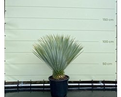 Palmboom - Yucca Rostrata - Winterhard - Pot ⌀ 40cm - Stamhoogte  10-20cm - Hoogte  100-110cm