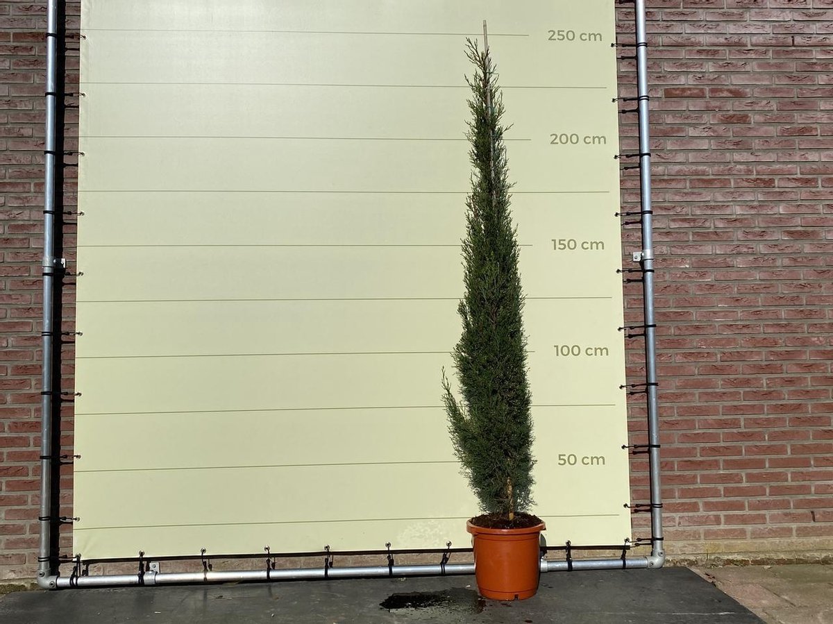 Italiaanse Cipres Totem - Cupressus Sempervirens Totem - Winterhard - Pot ⌀ 21cm - Hoogte 250cm