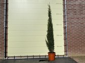 Italiaanse Cipres Totem - Cupressus Sempervirens Totem - Winterhard - Pot ⌀ 21cm - Hoogte  250cm