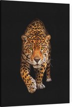 Sluipende Jaguar op zwarte achtergrond - Foto op Canvas - 45 x 60 cm