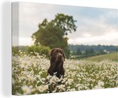 Labrador brun dans un champ de fleurs 120x80 cm - Tirage photo sur toile (Décoration murale salon / chambre)