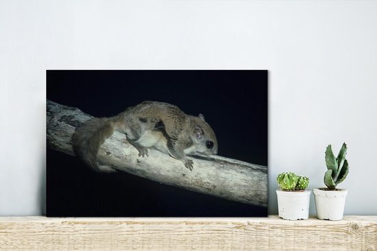 Écureuil volant sur une poutre toile 2cm 30x20 cm - petit - Tirage photo sur toile (Décoration murale salon / chambre) / Animaux sauvages Peintures sur toile