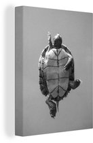 Tortue du bas en toile noir et blanc 2cm 30x40 cm - petit - Tirage photo sur toile (Décoration murale salon / chambre) / Animaux sauvages Peintures sur toile