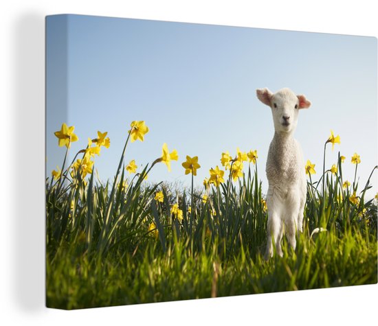 Agneau aux jonquilles 30x20 cm - petit - Tirage photo sur toile (Décoration murale salon / chambre)