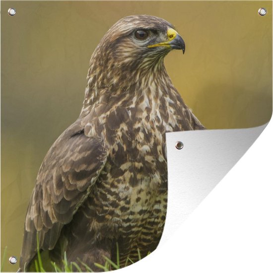 Tuinposters Een buizerd zit in het veld - 50x50 cm - Tuindoek - Buitenposter