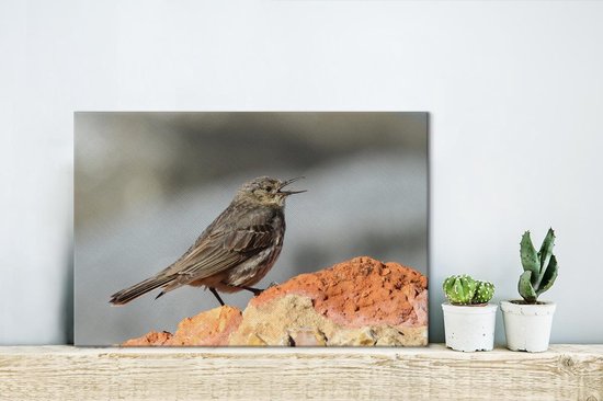 A chantant Pipit Toile 30x20 cm - petit - Tirage photo sur toile (Décoration murale salon / chambre)