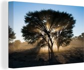 Canvas Schilderij Silhouet van een doornboom in het Kgalagadi Transfrontier Park - 90x60 cm - Wanddecoratie