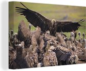 Canvas Schilderij Vale gier met gestrekte vleugels in een grote groep - 180x120 cm - Wanddecoratie XXL