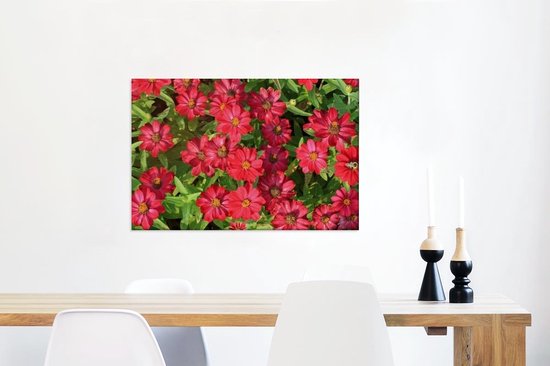 Canvas Schilderij Heldere rode zinnia bloemen - 60x40 cm - Wanddecoratie