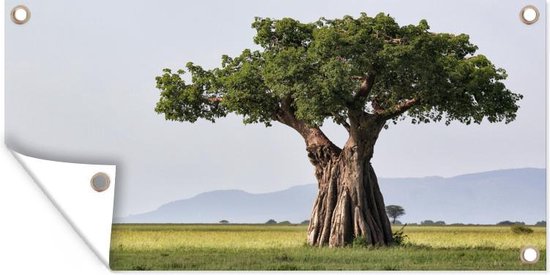 Tuinposter 60x40 cm - Tuindecoratie Baobab boom met enorm dikke stam en groene bladeren - Poster voor in de tuin - Buiten decoratie - Schutting tuinschilderij - Tuindoek muurdecoratie - Wanddecoratie balkondoek