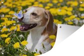 Tuinposter - Tuindoek - Tuinposters buiten - Vlinder op de neus van een Beagle - 120x80 cm - Tuin