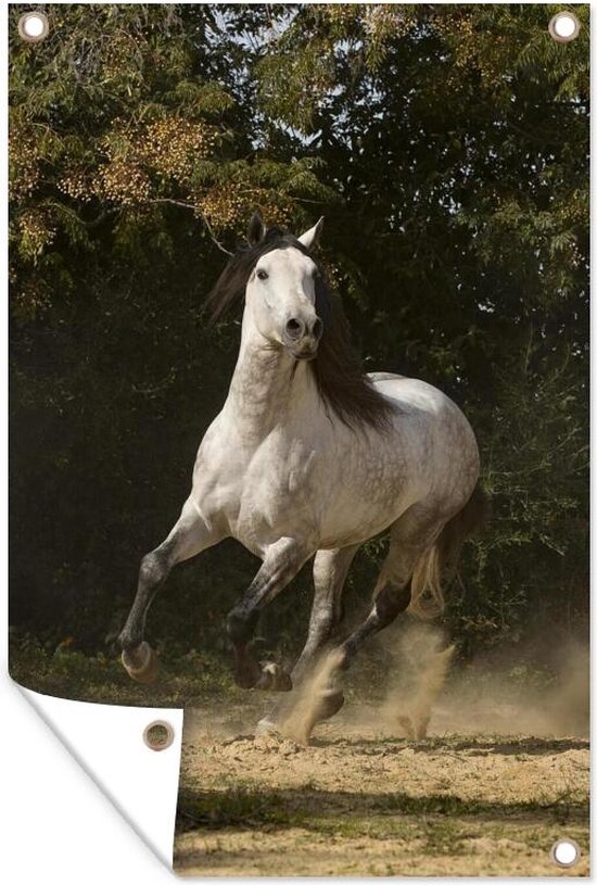 Muurdecoratie Paard - Schimmel - Zand - Gras - 120x180 cm - Tuinposter - Tuindoek - Buitenposter